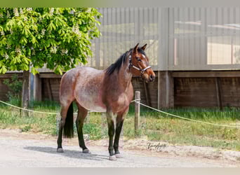 Caballo cuarto de milla, Yegua, 4 años, 162 cm, Castaño-ruano