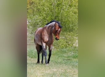 Caballo cuarto de milla, Yegua, 4 años, 162 cm, Castaño-ruano