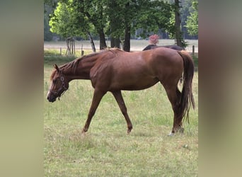 Caballo cuarto de milla, Yegua, 4 años, 163 cm, Alazán-tostado