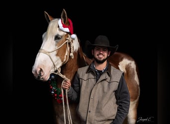 Caballo cuarto de milla, Yegua, 4 años, 163 cm, Alazán-tostado