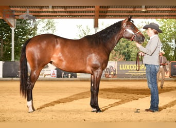 Caballo cuarto de milla, Yegua, 4 años, 163 cm, Castaño oscuro