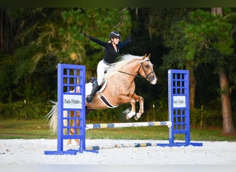 Caballo cuarto de milla, Yegua, 4 años, 163 cm, Palomino