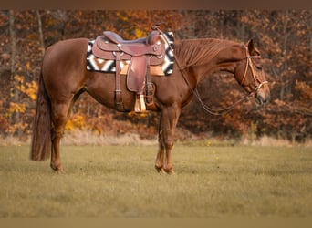 Caballo cuarto de milla, Yegua, 4 años, Alazán