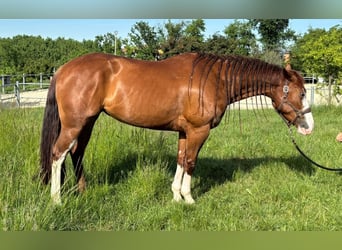 Caballo cuarto de milla, Yegua, 4 años, Alazán