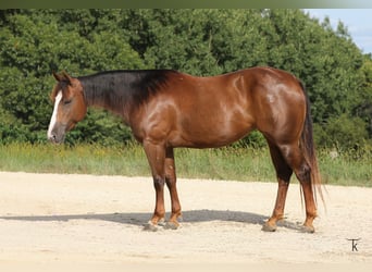 Caballo cuarto de milla, Yegua, 4 años, Alazán rojizo