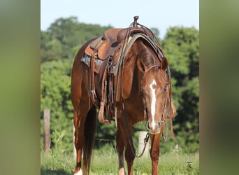 Caballo cuarto de milla, Yegua, 4 años, Alazán rojizo