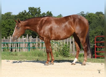 Caballo cuarto de milla, Yegua, 4 años, Alazán rojizo
