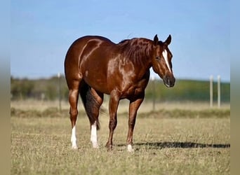 Caballo cuarto de milla, Yegua, 4 años, Alazán rojizo