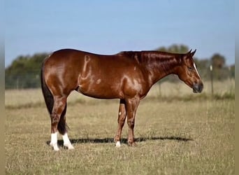 Caballo cuarto de milla, Yegua, 4 años, Alazán rojizo
