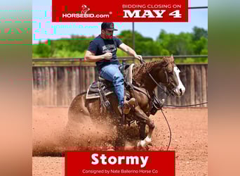 Caballo cuarto de milla, Yegua, 4 años, Alazán rojizo