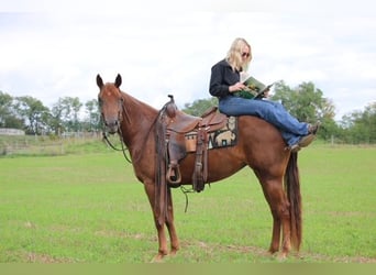 Caballo cuarto de milla, Yegua, 4 años, Alazán-tostado