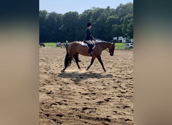 Caballo cuarto de milla, Yegua, 4 años, Bayo