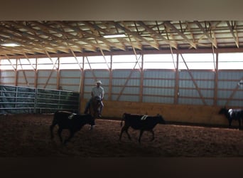 Caballo cuarto de milla, Yegua, 4 años, Bayo