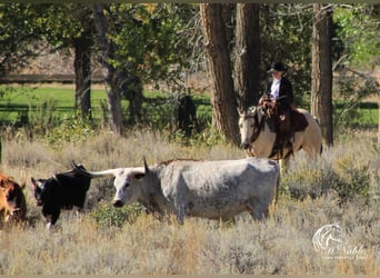 Caballo cuarto de milla, Yegua, 4 años, Buckskin/Bayo