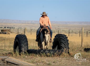 Caballo cuarto de milla, Yegua, 4 años, Buckskin/Bayo