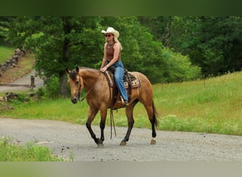 Caballo cuarto de milla, Yegua, 4 años, Buckskin/Bayo