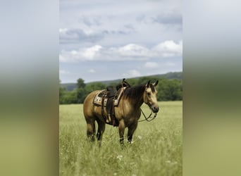 Caballo cuarto de milla, Yegua, 4 años, Buckskin/Bayo