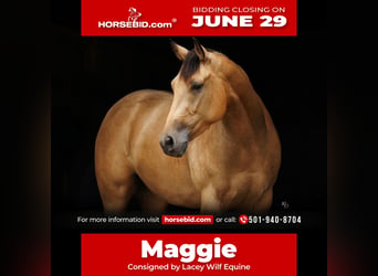 Caballo cuarto de milla, Yegua, 4 años, Buckskin/Bayo
