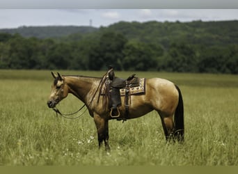 Caballo cuarto de milla, Yegua, 4 años, Buckskin/Bayo