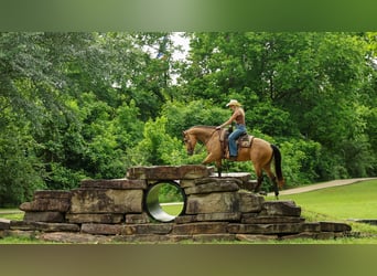 Caballo cuarto de milla, Yegua, 4 años, Buckskin/Bayo