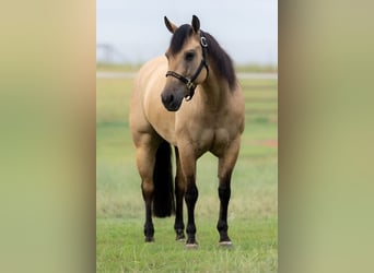 Caballo cuarto de milla, Yegua, 4 años, Buckskin/Bayo