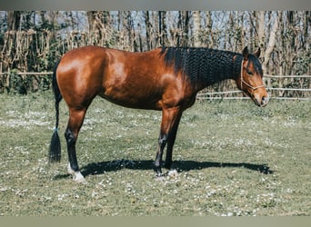 Caballo cuarto de milla, Yegua, 4 años, Castaño oscuro