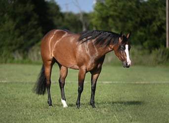 Caballo cuarto de milla, Yegua, 4 años, Castaño rojizo