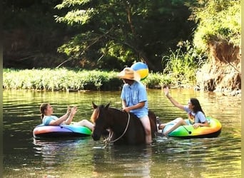 Caballo cuarto de milla, Yegua, 4 años, Castaño rojizo