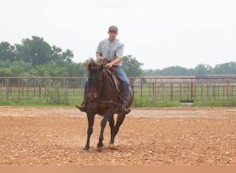 Caballo cuarto de milla, Yegua, 4 años, Castaño rojizo