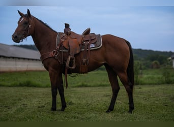Caballo cuarto de milla, Yegua, 4 años, Castaño rojizo