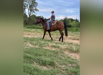 Caballo cuarto de milla, Yegua, 4 años, Castaño rojizo