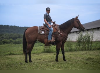 Caballo cuarto de milla, Yegua, 4 años, Castaño rojizo
