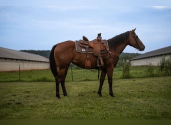 Caballo cuarto de milla, Yegua, 4 años, Castaño rojizo