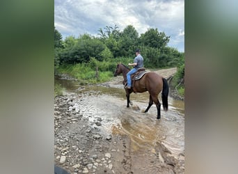 Caballo cuarto de milla, Yegua, 4 años, Castaño rojizo