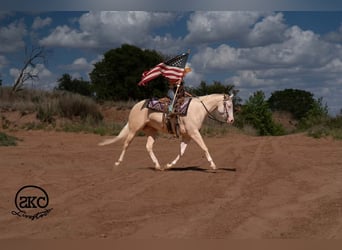 Caballo cuarto de milla, Yegua, 4 años, Cremello