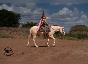 Caballo cuarto de milla, Yegua, 4 años, Cremello