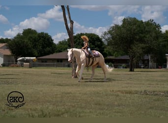 Caballo cuarto de milla, Yegua, 4 años, Cremello