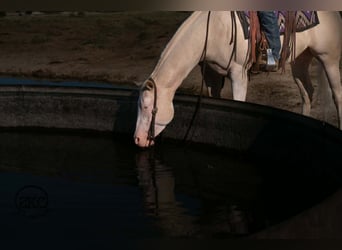 Caballo cuarto de milla, Yegua, 4 años, Cremello