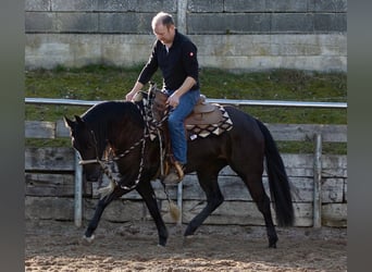 Caballo cuarto de milla, Yegua, 4 años, Negro