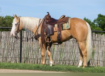 Caballo cuarto de milla, Yegua, 4 años, Palomino