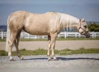 Caballo cuarto de milla, Yegua, 4 años, Palomino