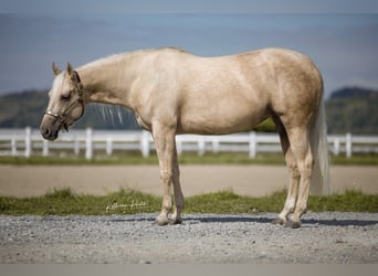 Caballo cuarto de milla, Yegua, 4 años, Palomino