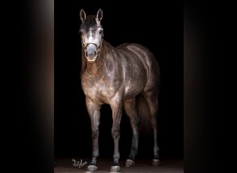 Caballo cuarto de milla, Yegua, 4 años, Porcelana