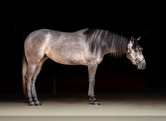 Caballo cuarto de milla, Yegua, 4 años, Porcelana