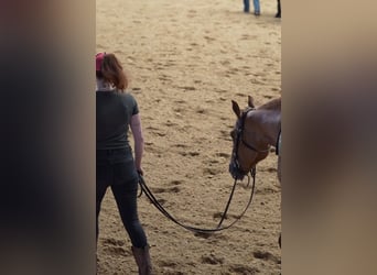 Caballo cuarto de milla, Yegua, 4 años, Red Dun/Cervuno