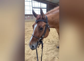 Caballo cuarto de milla, Yegua, 4 años, Red Dun/Cervuno