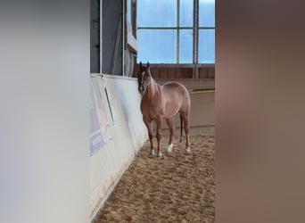 Caballo cuarto de milla, Yegua, 4 años, Red Dun/Cervuno