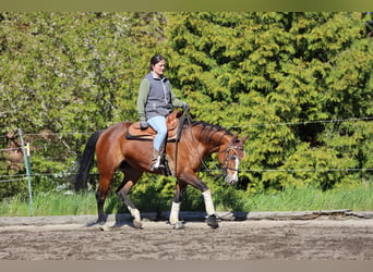 Caballo cuarto de milla, Yegua, 4 años