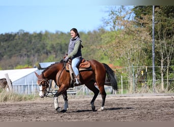 Caballo cuarto de milla, Yegua, 4 años