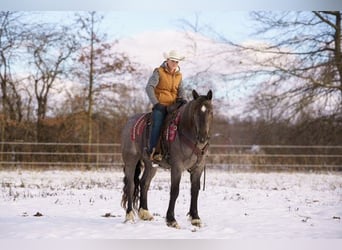 Caballo cuarto de milla, Yegua, 4 años, Ruano azulado